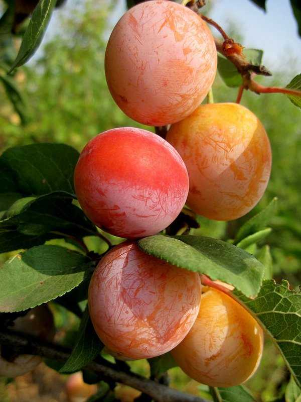 Персиковая слива: описание сорта, особенности выращивания, отзывы