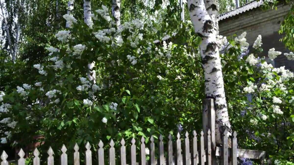 Какие деревья можно сажать возле дома, а какие нельзя и почему?