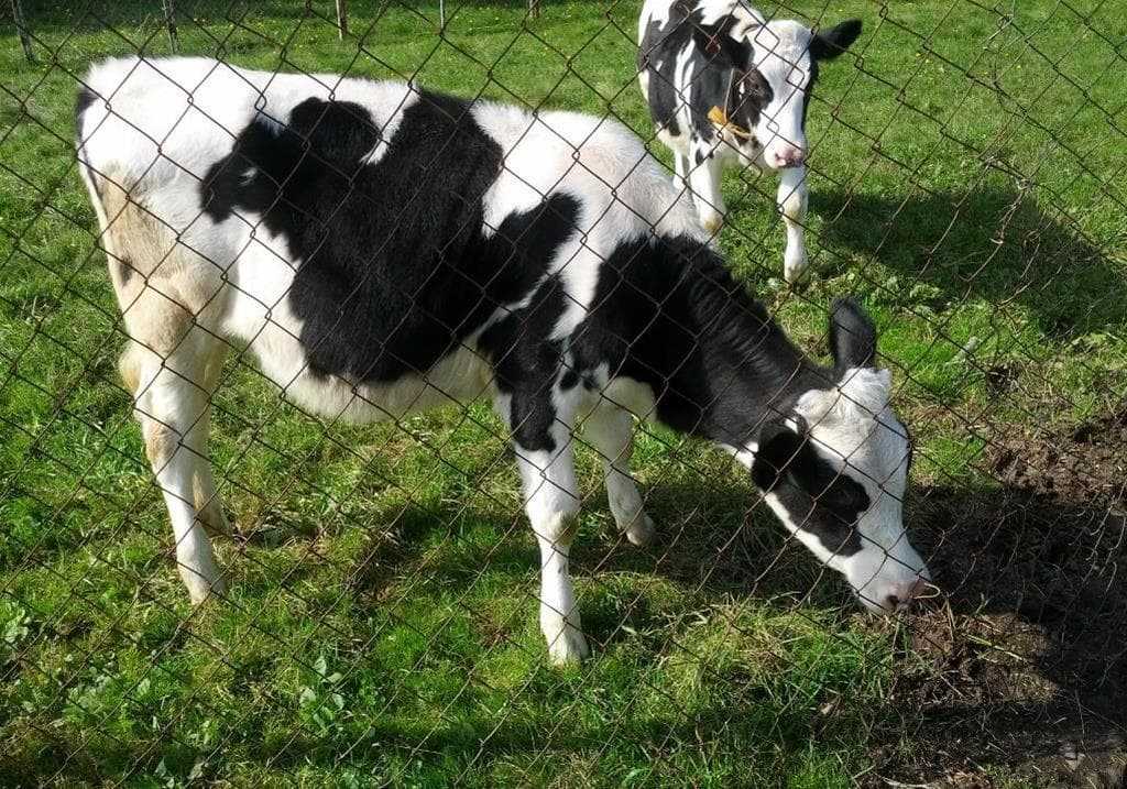Породы молочных коров. самые популярные и продуктивные породы крс