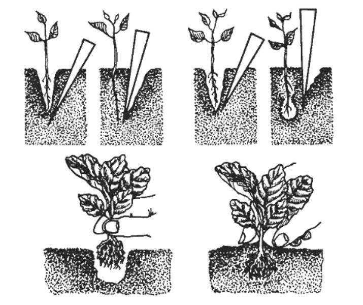Сажаем арбузы правильно: сроки посадки семенами на рассаду и в грунт