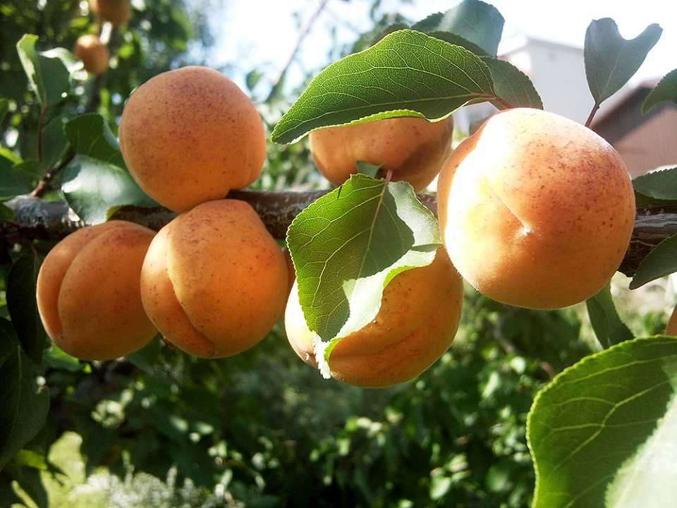 Необычная и вкусная слива персиковая: особенности ухода