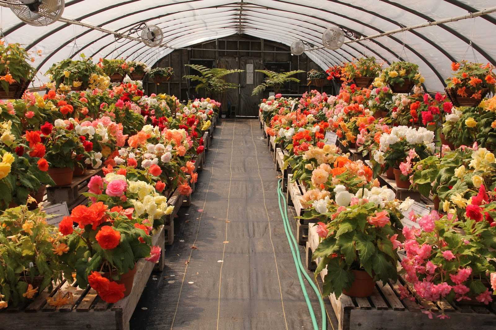 Выращивание цветов в теплице как бизнес | огородник