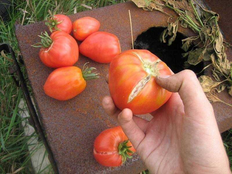 Почему трескаются помидоры при созревании в открытом грунте: условия, факторы