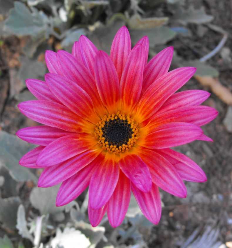Арктотис: фото цветов, когда сажать на рассаду