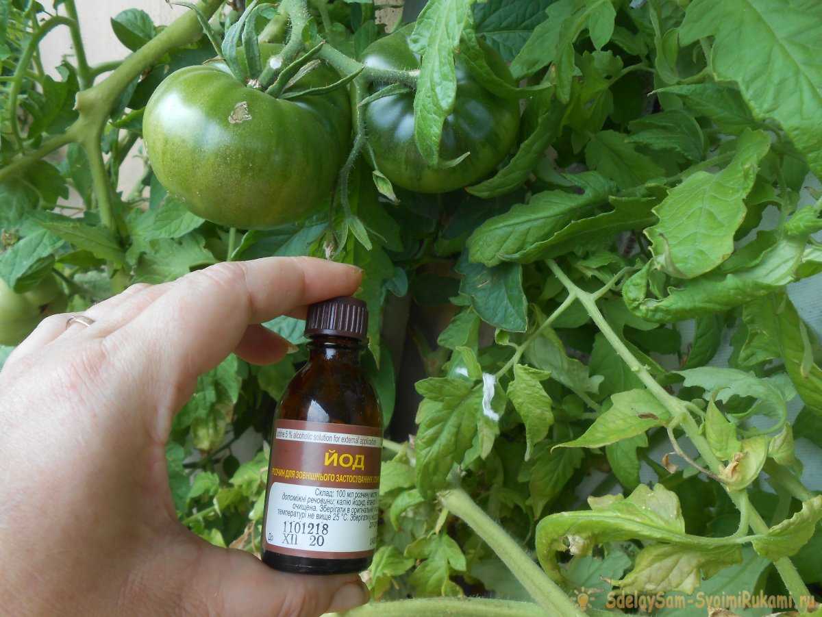 Борная кислота: применение на огороде и в саду для растений и и от муравьев