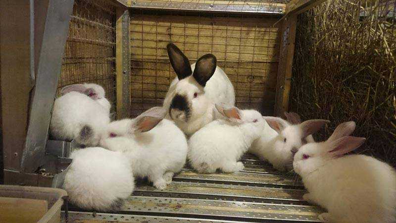 Кролики фландр: описание и фото. кролики-великаны. содержание, разведение кроликов