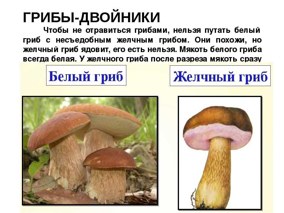 Белый гриб – царь среди грибов