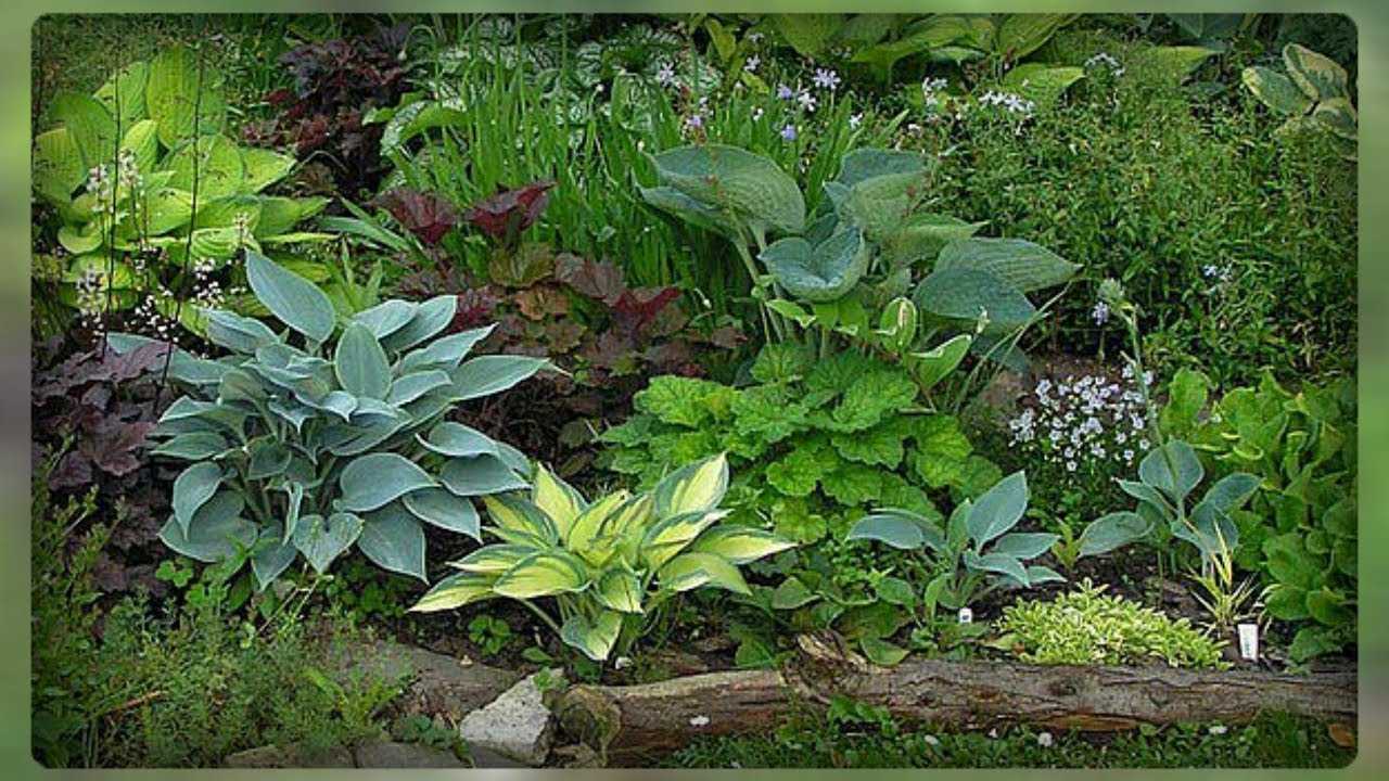 12 тенелюбивых растений для дачи, которые можно смело сажать в тени и наслаждаться их красотой