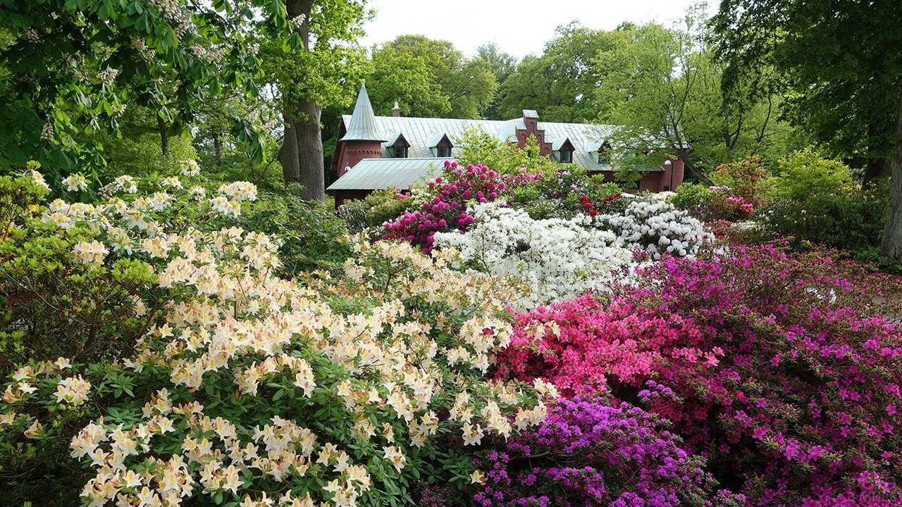 7 лучших кустарников для южного урала — орск сад