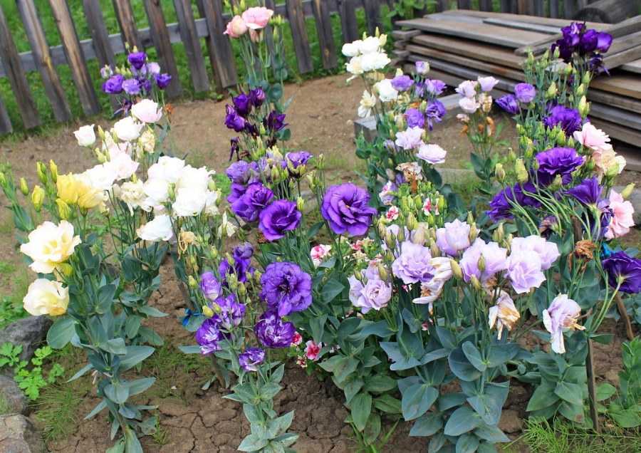 Цветок эустома: фото и описание условий выращивания