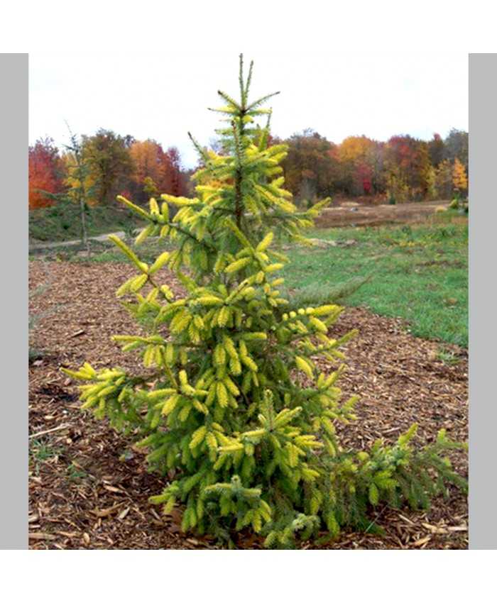 Ель аянская - picea ajanensis - описание таксона - плантариум