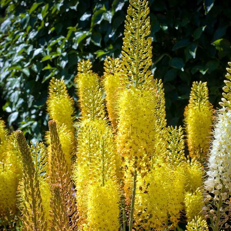 Эремурус цветок: виды и фото, выращивание из семян, посадка и уход в открытом грунте