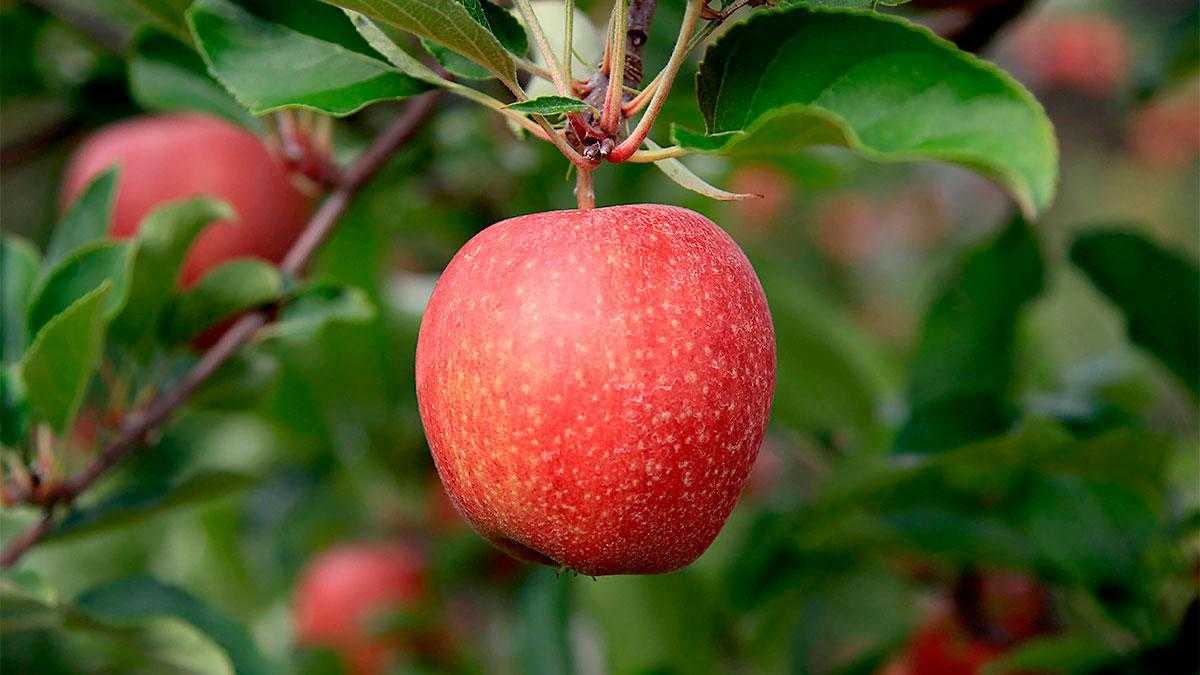Яблоня лигол: описание и характеристики сорта, технология выращивания, отзывы