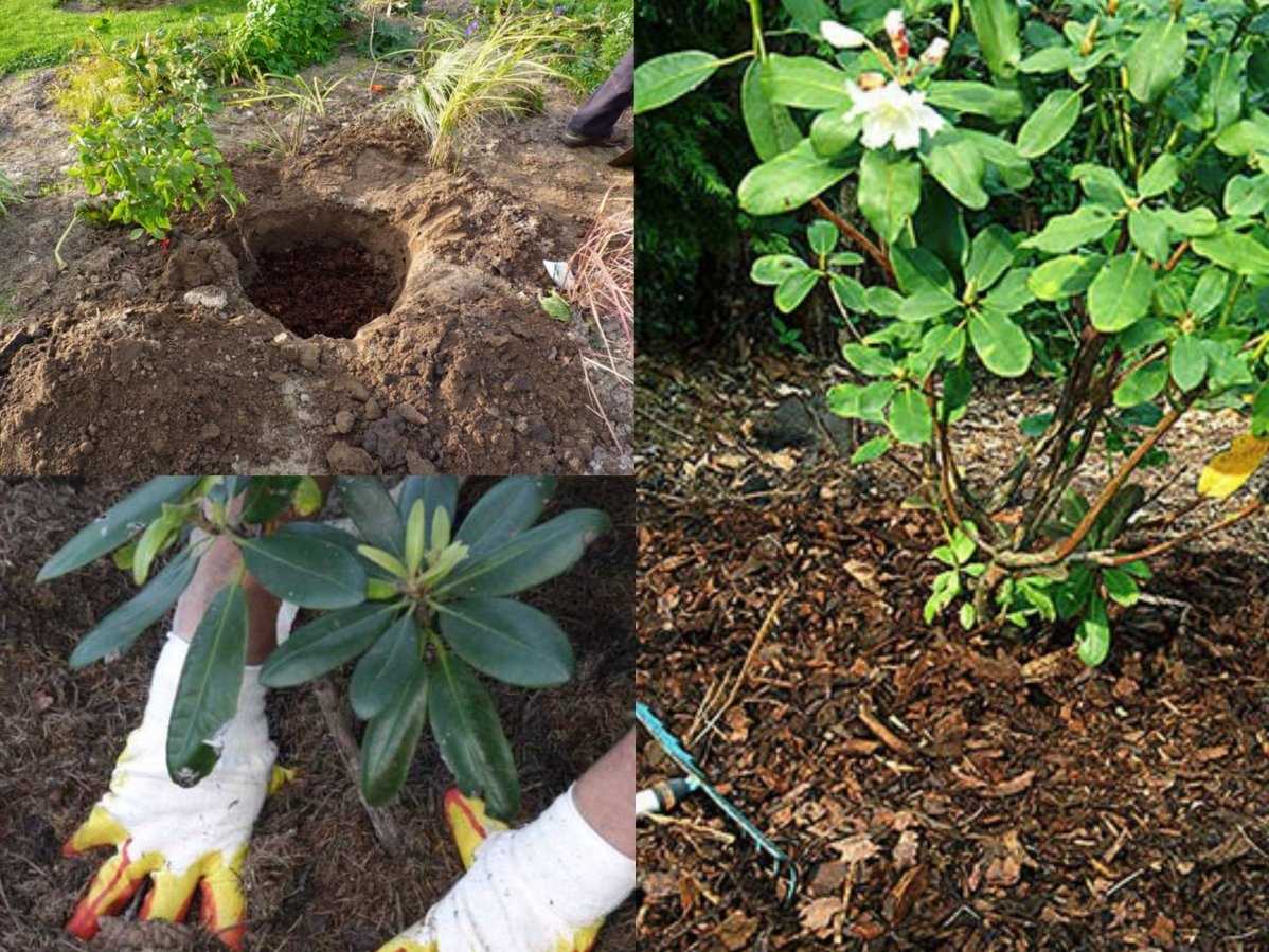 Азалия в саду: сложности ухода и выращивание на улице, стоит ли связываться, размножение уличного кустового дерева, посадка в открытый грунт, фото
