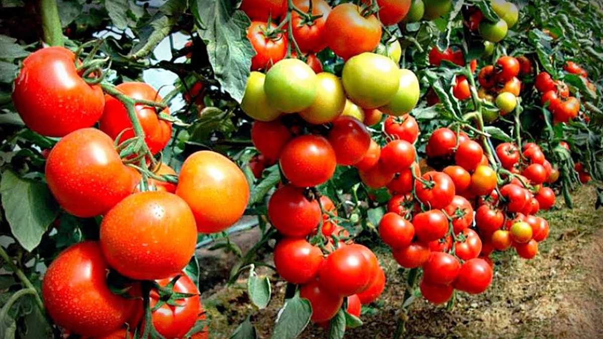 Выращиваем помидоры для здоровья – особенности и секреты процесса