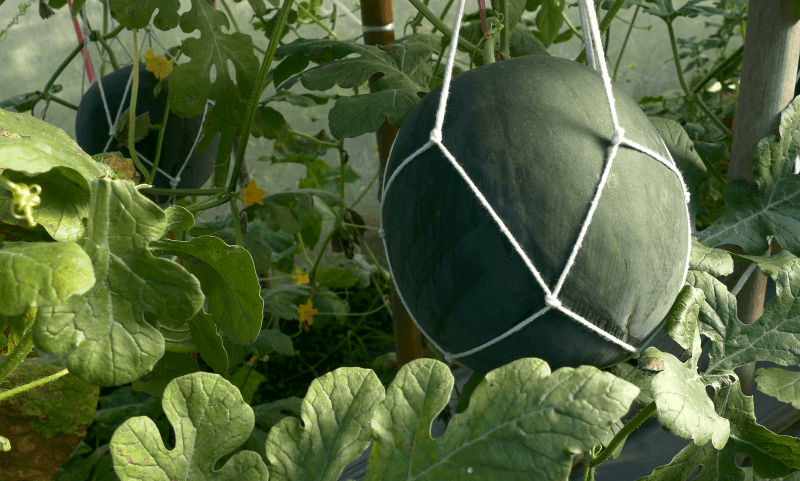 Выращивание дыни в теплице: новые эксперименты