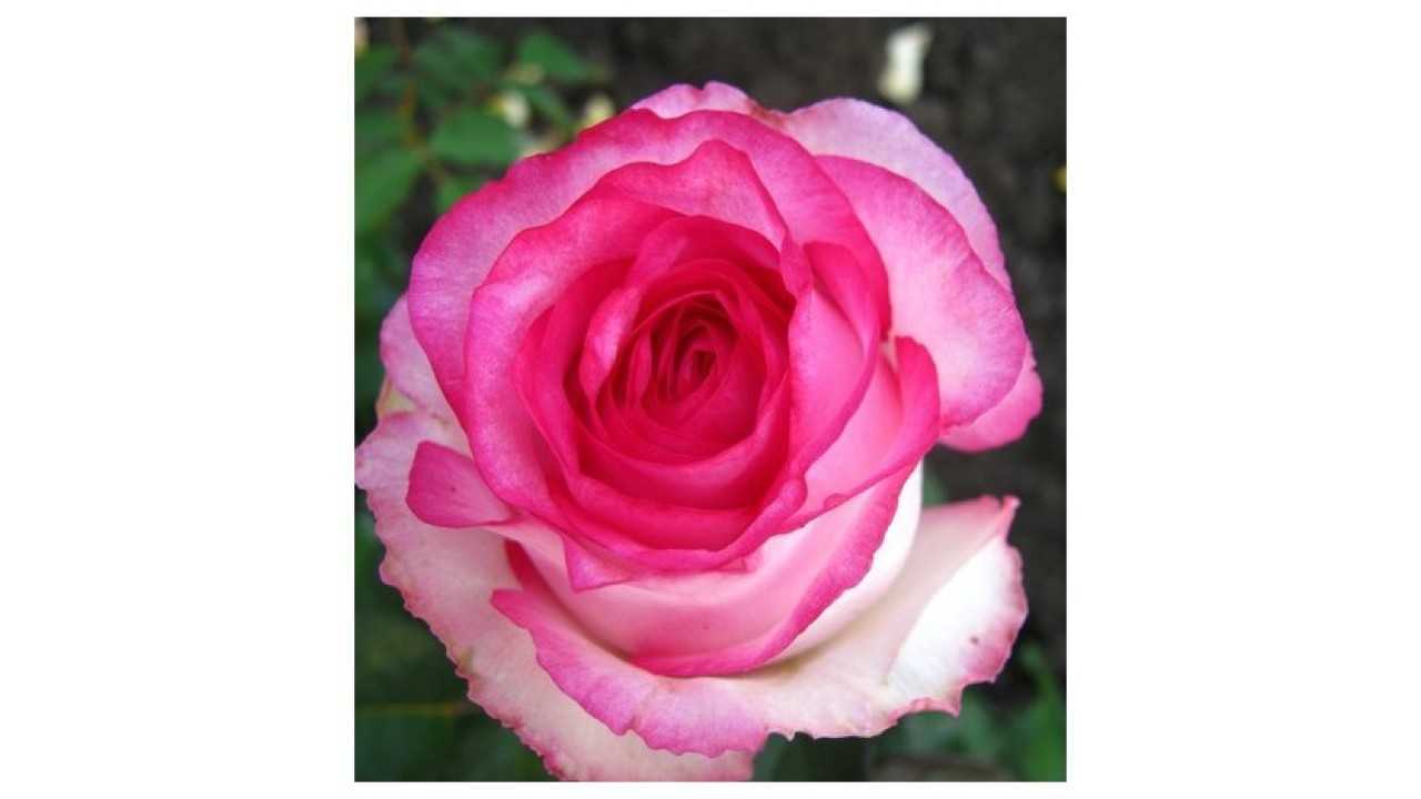 "сладкая жизнь" rosewod: чайно-гибридные розы дольче вита