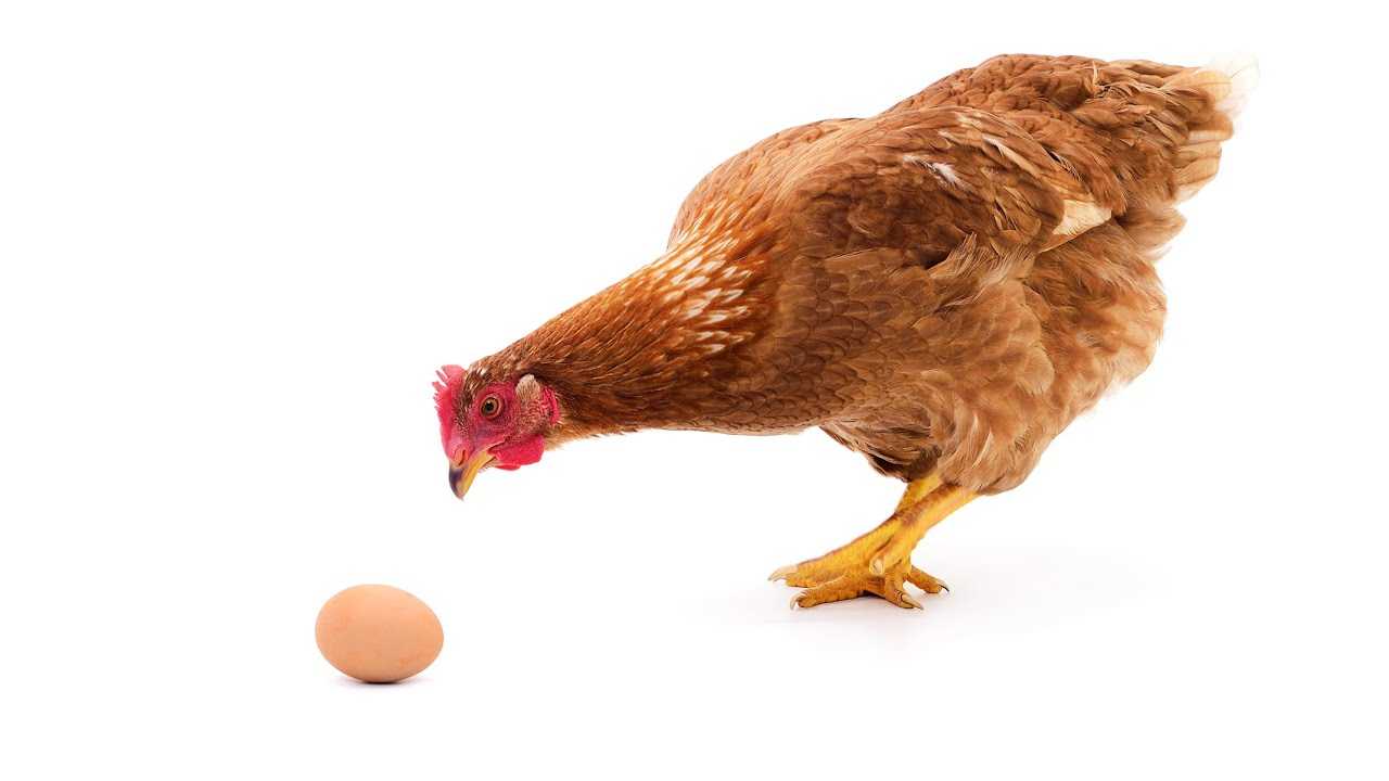 Куры клюют яйца - причина и что делать, как решить проблему, чем кормить, народные средства, советы