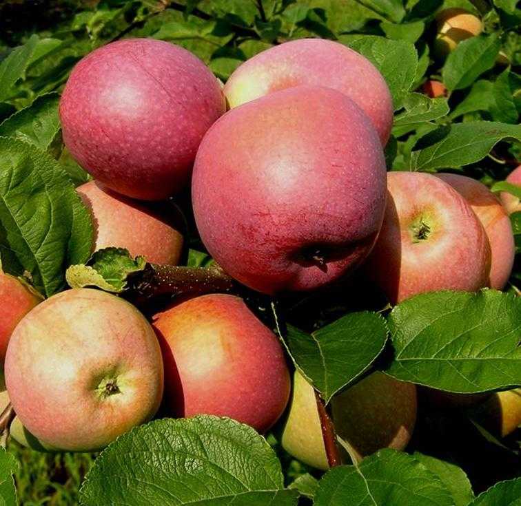 Яблоня богатырь: фото и описание сорта, отзывы