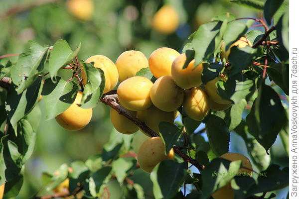 Описание и характеристика абрикоса шалах, родственники и выращивание