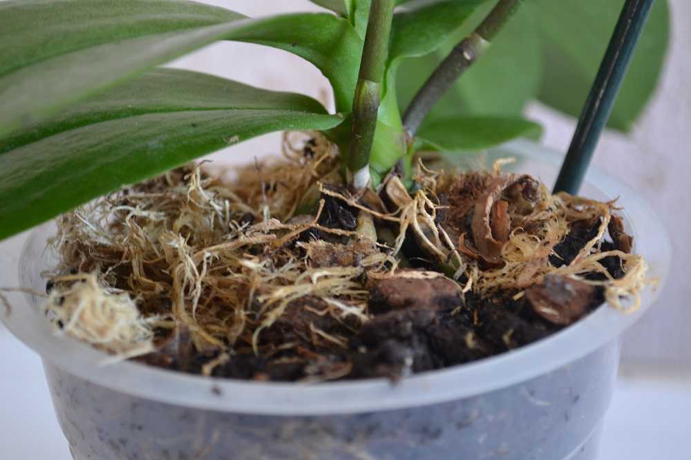 Орхидея: грунт и его составляющие