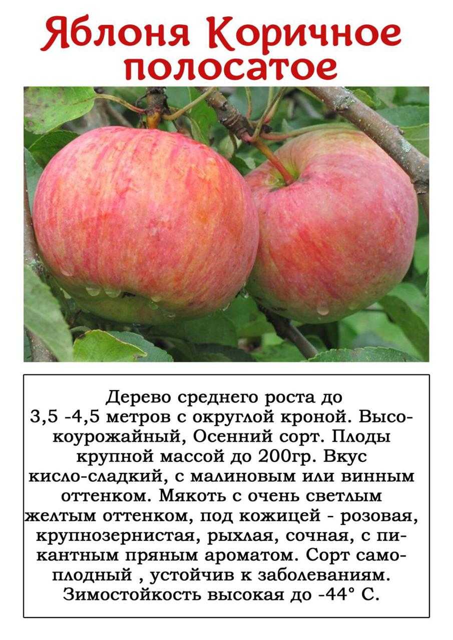 Ранние сорта яблонь для подмосковья с фото и описанием, в том числе карликовые и колоновидные﻿
