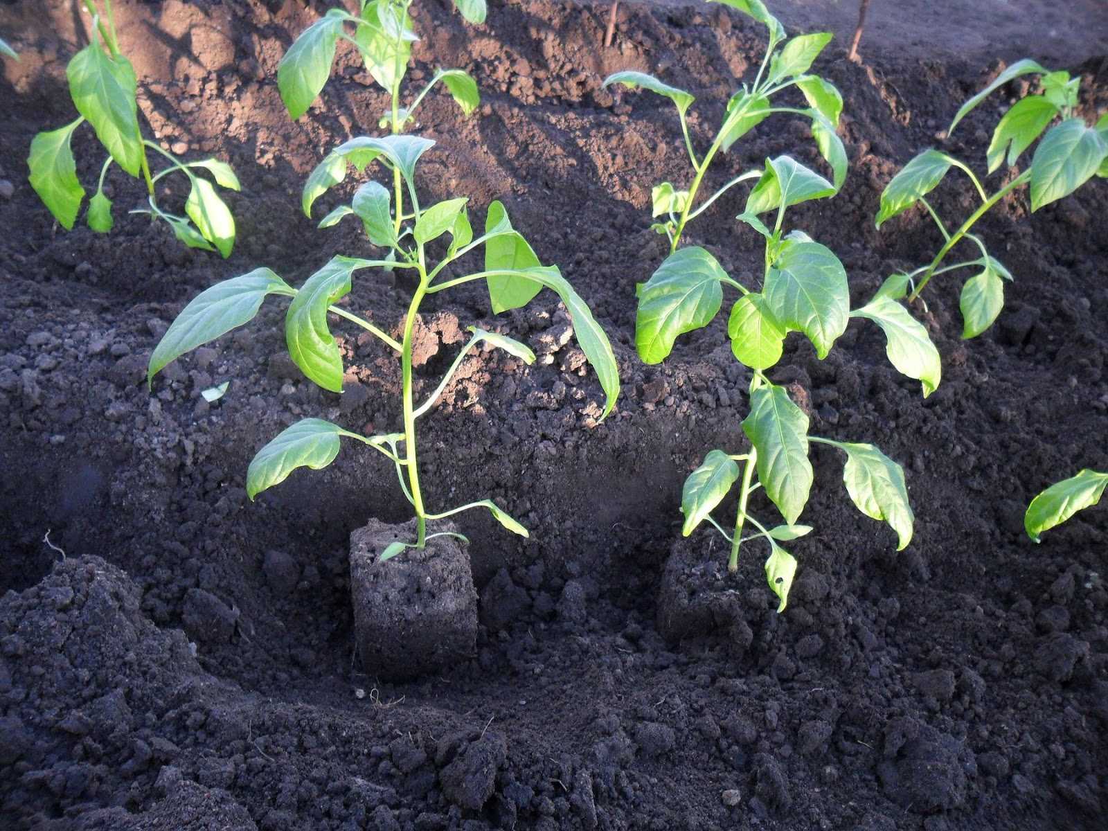 Рассада перца: выращивание и уход в открытом грунте, в теплице, в домашних условиях