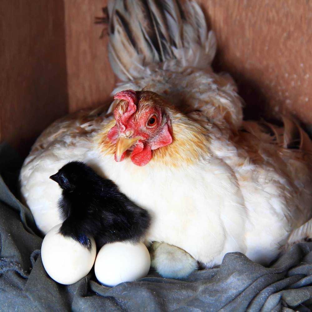 Как правильно убить курицу в домашних условиях?