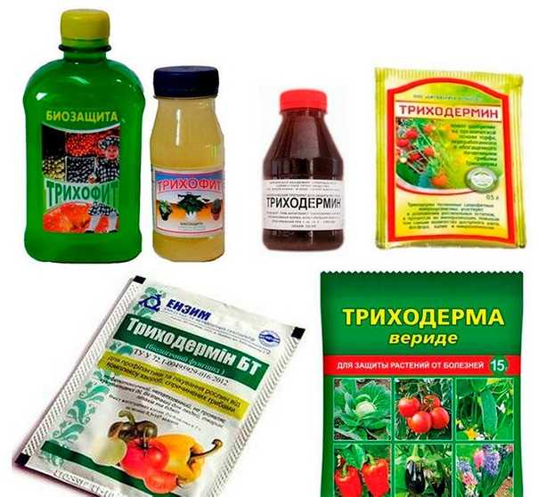 Защита от вредителей и профилактика болезней растений. ядохимикаты: назначение, применение