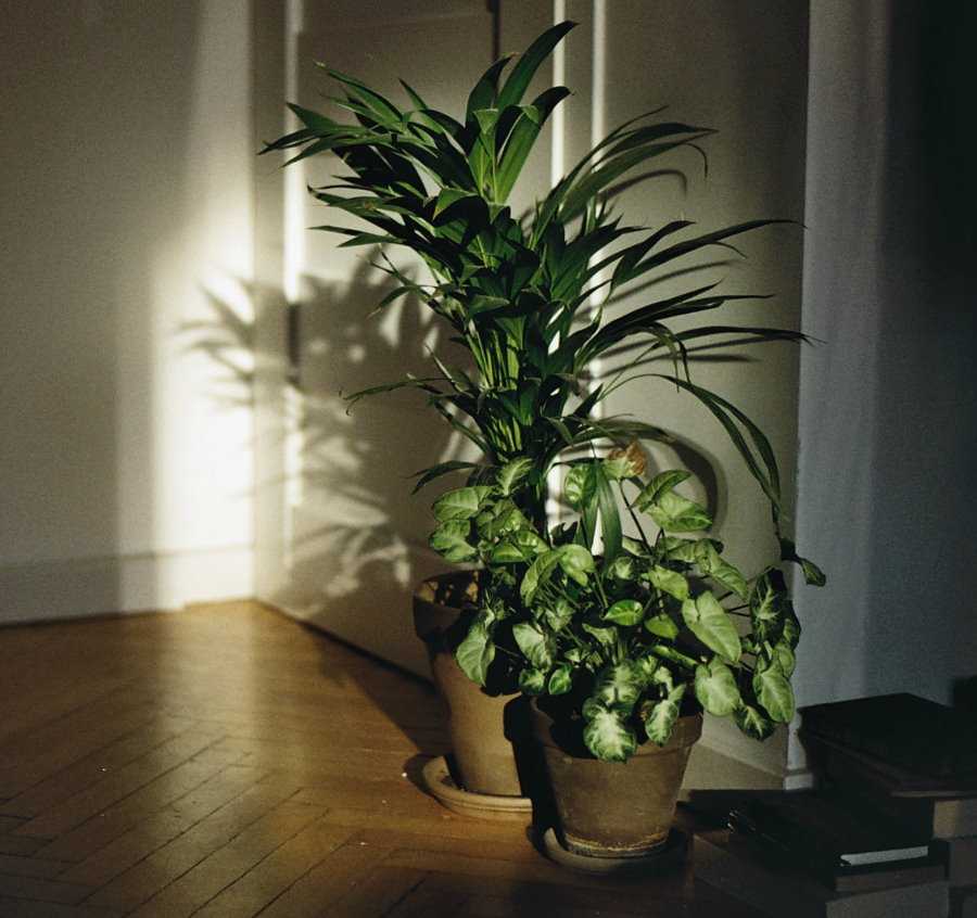 Теневыносливые растения для дома: фото и названия