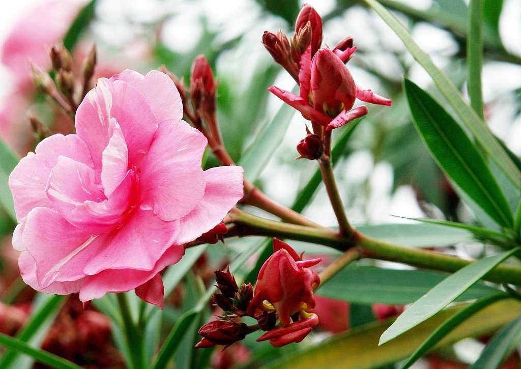 Олеандр (nerium oleander). обрезка, уход, размножение. | floplants. о комнатных растениях