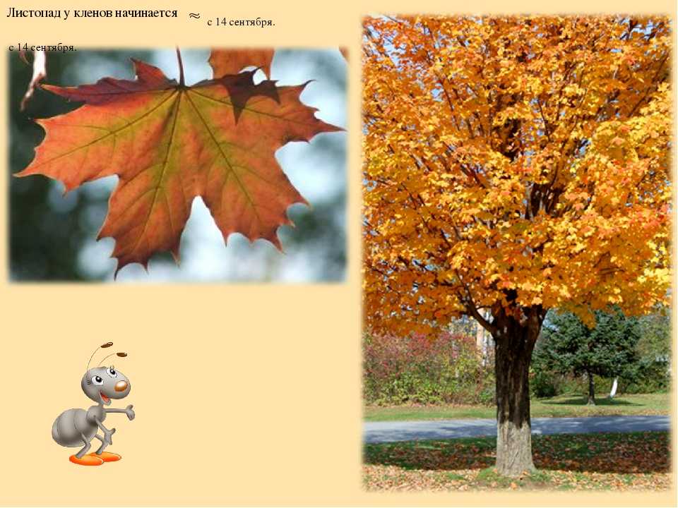 У каких деревьев листья опадают в октябре. когда заканчивается листопад у липы? когда опадают листья у липы? что такое листопад
