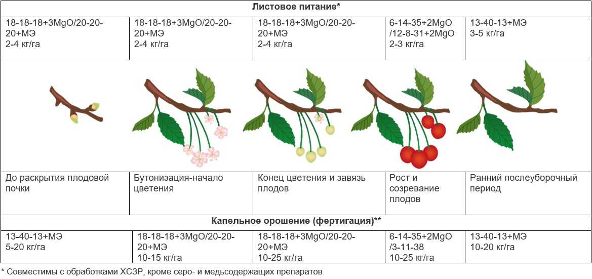 Сорт яблони «синап орловский» - описание, фото, отзывы садоводов россии