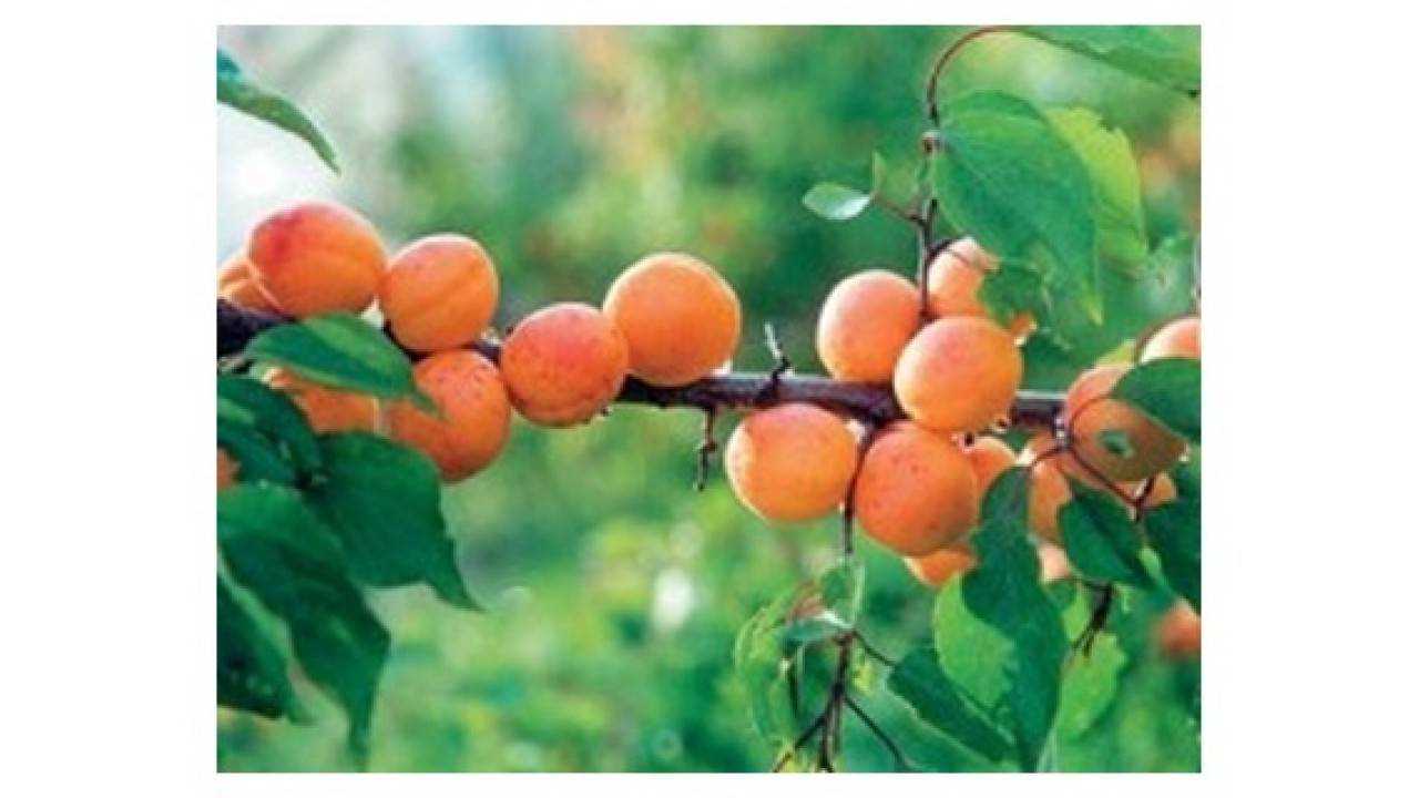 Сорт абрикоса алеша: описание сорта, фото, отзывы | сортовед