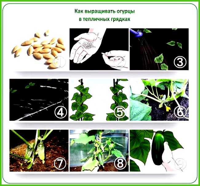 Огурцы опылители. Технология выращивания огурца. Как растут огурцы. Технология возделывания огурца в открытом грунте. Как выращивать огурцы.
