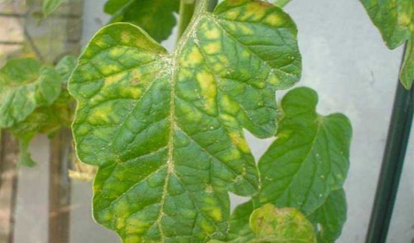Белые пятна на листьях томатов в теплице, фото и их лечение