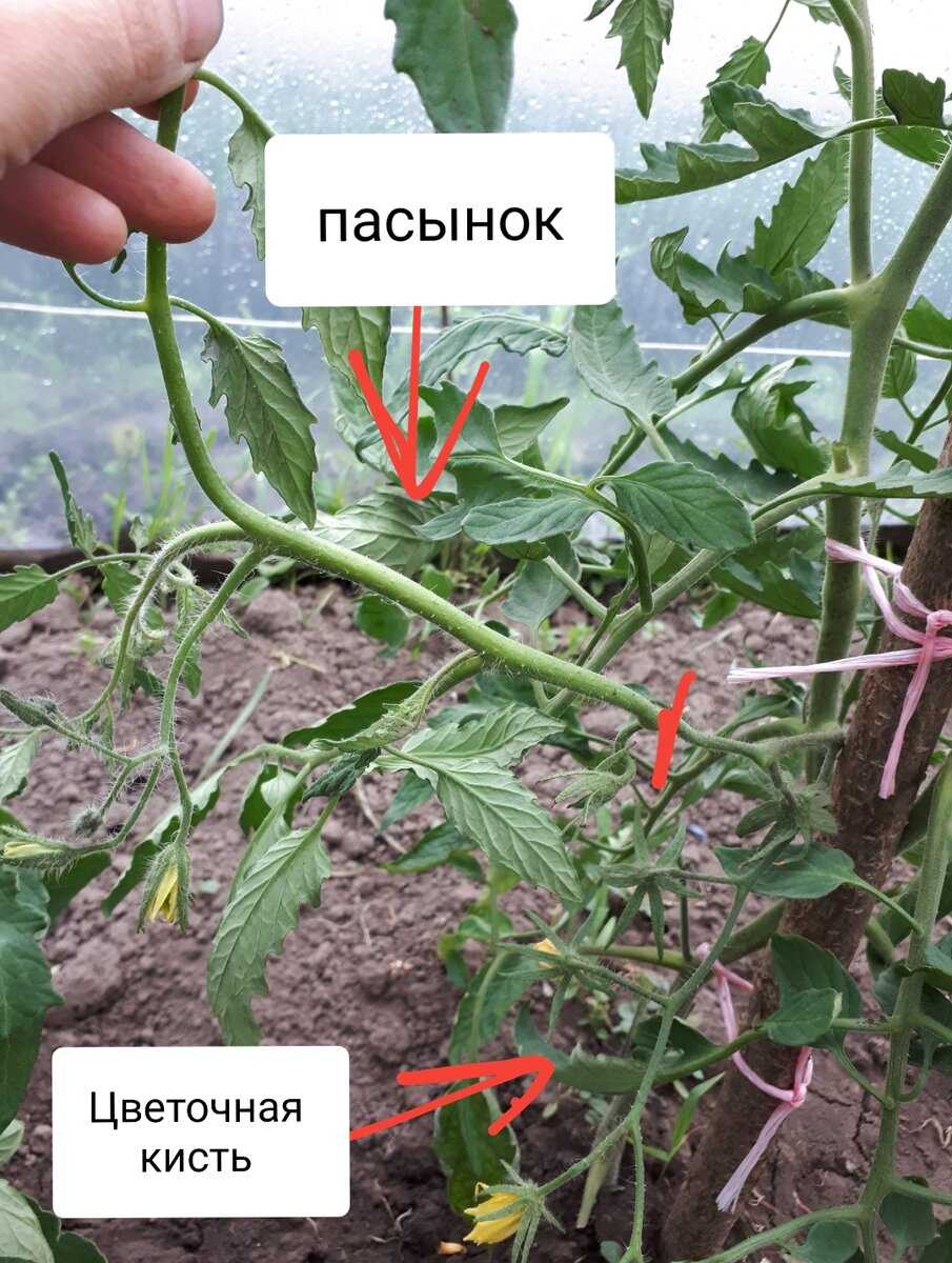 Куст томата пасынкование