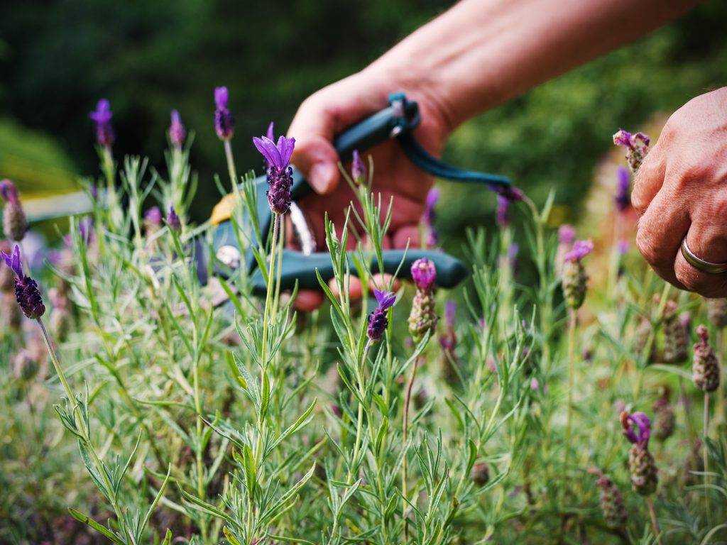 Советы по обрезке лаванды в саду: когда и как это делать