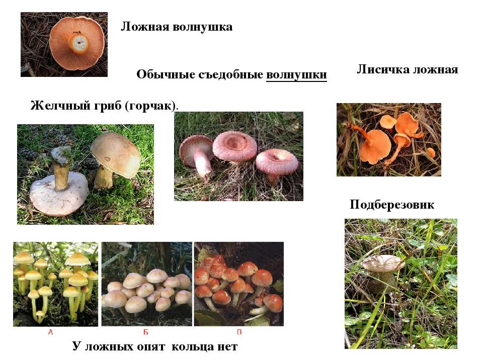 Как выглядят грибы боровые рыжики: съедобные или нет, полезные свойства и возможный вред для организма, фото и описание