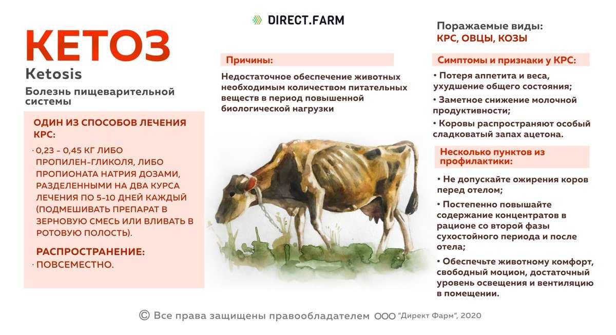 Кетоз у коров: симптомы заболевания и его лечение