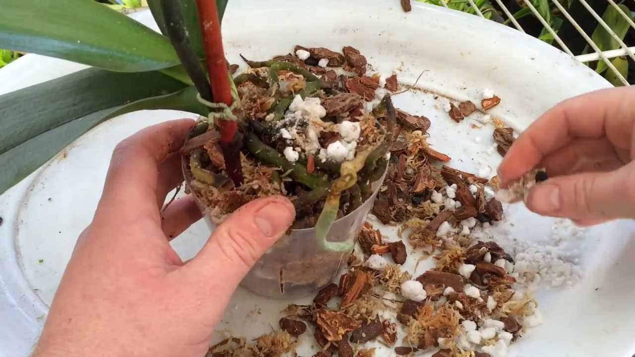 Грунт для орхидей: какой нужен, приготовление своими руками