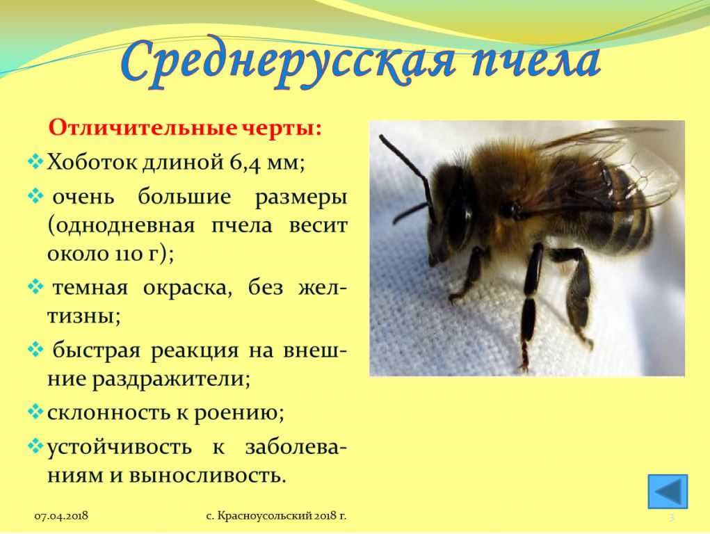 Пчелы карника: отзывы пчеловодов, характеристики и особенности породы. разновидности: пешец, тройзек, скленар, холсберг
