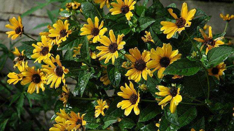 Солнечный цветок гелиопсис многолетний посадка и уход, фото, полив и обрезка куста, способы размножения и другие нюансы выращивания растения
