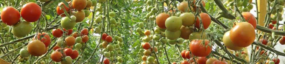 Почему не краснеют помидоры в теплице: что делать, причины, профилактика, фото, видео