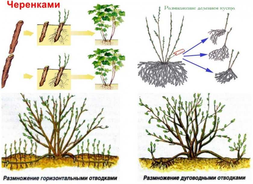 Описание дерева тополь пирамидальный с фото его видов, способы размножения и посадки, применение