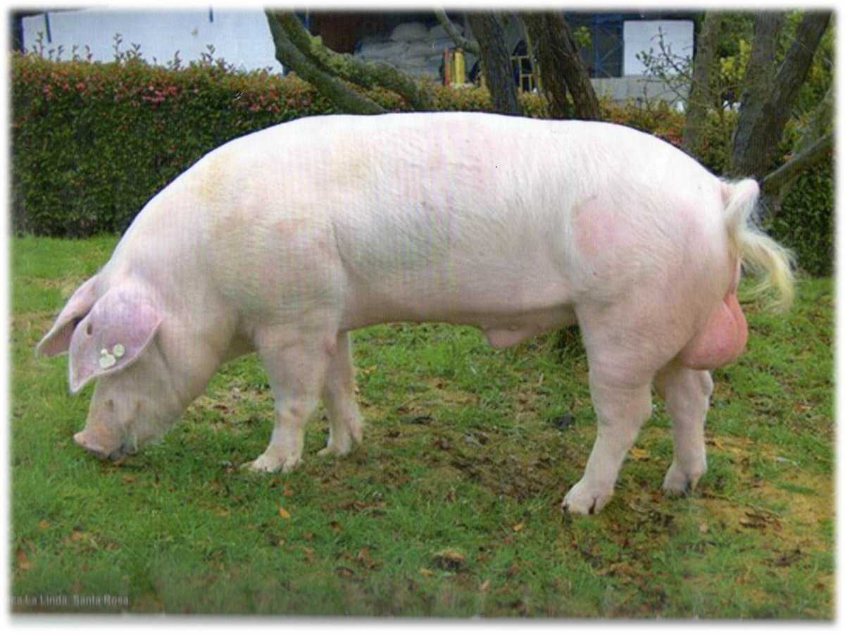 Порода свиней йоркшир: характеристики, содержание и разведение