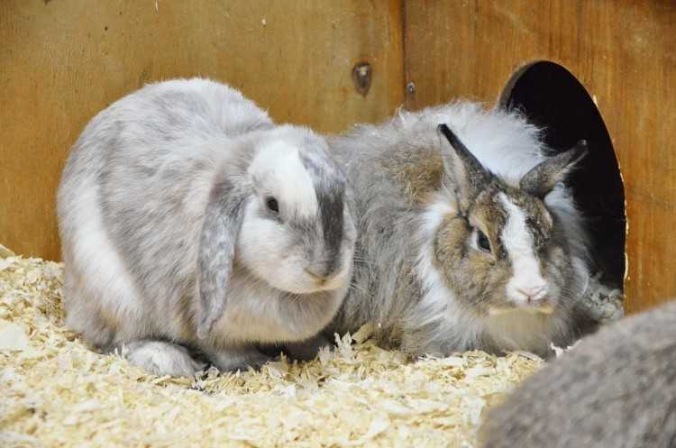 Кролики фландр: описание и фото. кролики-великаны. содержание, разведение кроликов :: syl.ru