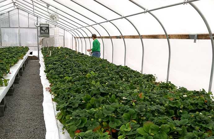 Выращивание клубники по голландской технологии в теплице, урожай круглый год