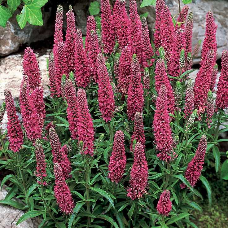 Цветок вероника: фото, популярные сорта и уход за растением