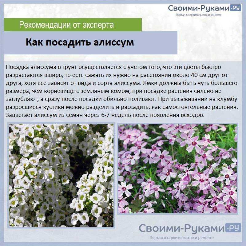 Вы выращиваете алиссум как однолетнюю или многолетнюю культуру? / асиенда.ру